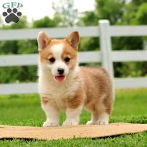 Honey, Pembroke Welsh Corgi Puppy