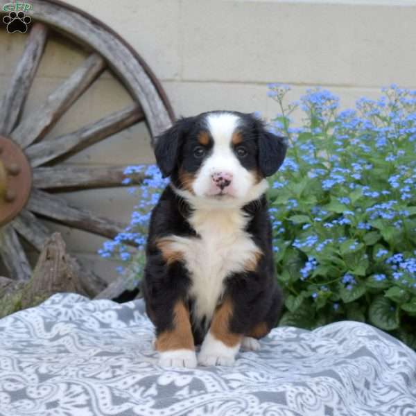 Hope, Bernese Mountain Dog Puppy