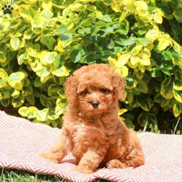 Hope, Miniature Poodle Puppy