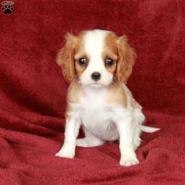 Hope, Cavalier King Charles Spaniel Puppy