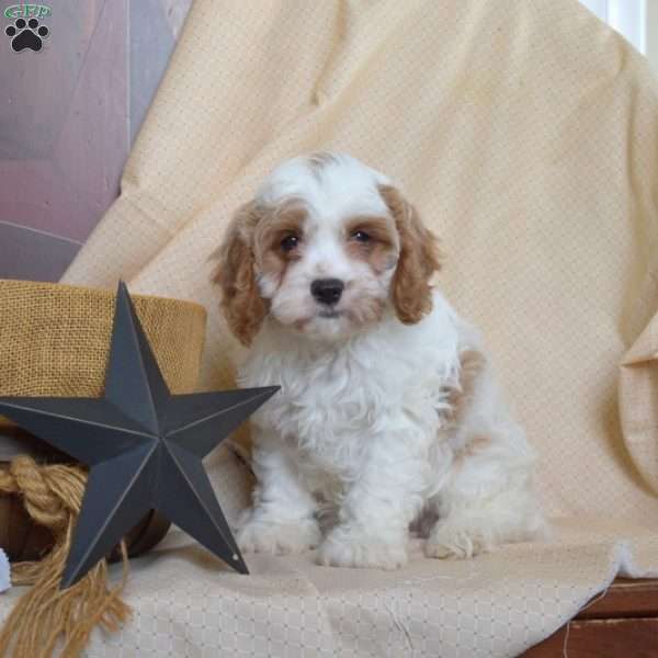 Hope, Cavapoo Puppy