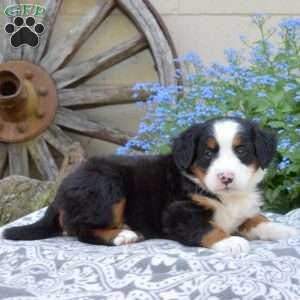 Hope, Bernese Mountain Dog Puppy