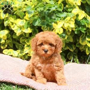 Hope, Miniature Poodle Puppy