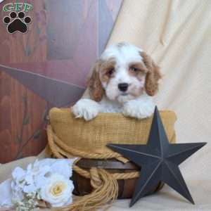 Hope, Cavapoo Puppy