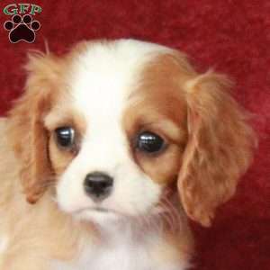 Hope, Cavalier King Charles Spaniel Puppy