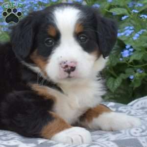 Hope, Bernese Mountain Dog Puppy