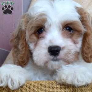 Hope, Cavapoo Puppy