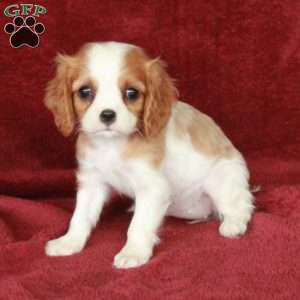 Hope, Cavalier King Charles Spaniel Puppy