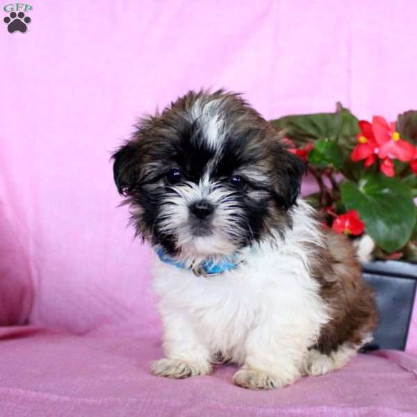 Hope, Shih Tzu Puppy
