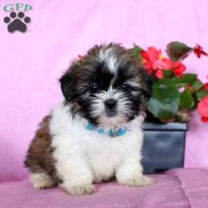 Hope, Shih Tzu Puppy