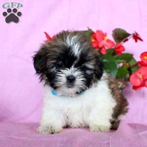 Hope, Shih Tzu Puppy