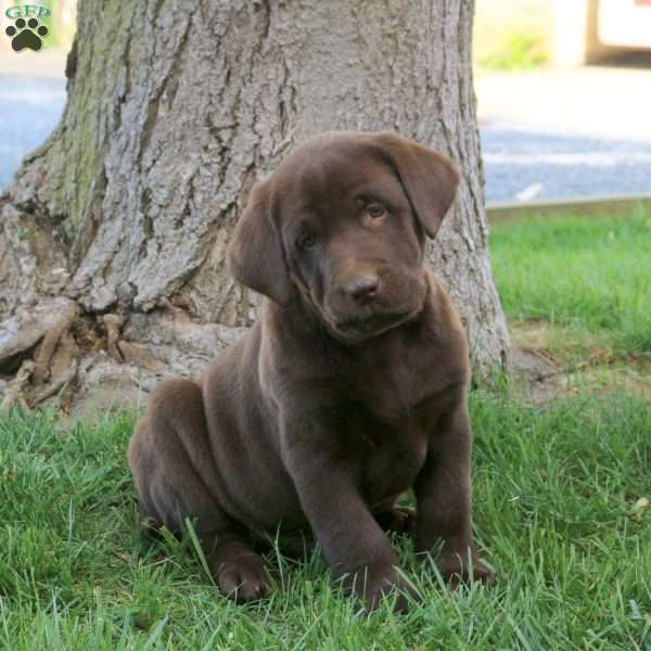 Hot Chocolate, Chocolate Labrador Retriever Puppy