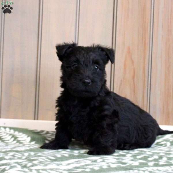 Huck, Scottish Terrier Puppy