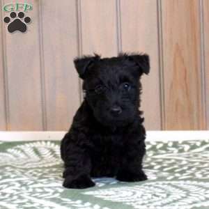 Huck, Scottish Terrier Puppy