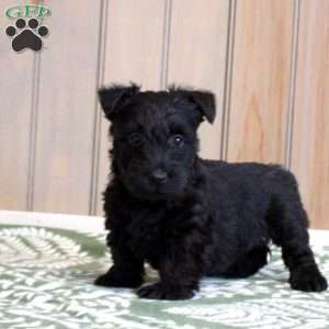 Huck, Scottish Terrier Puppy