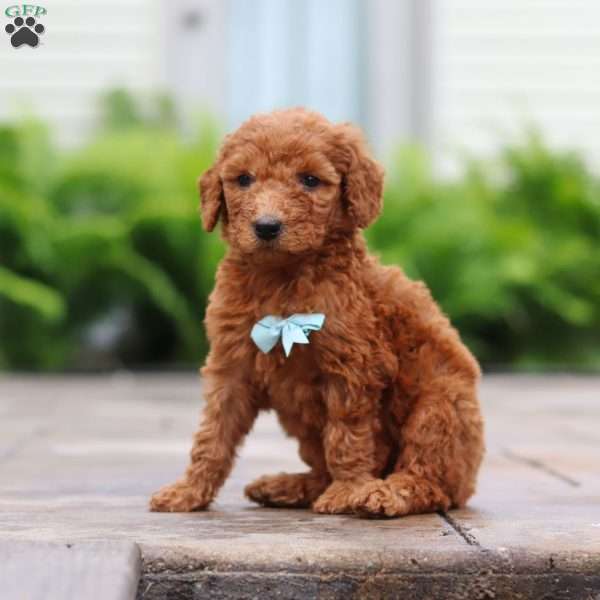 Huckleberry, Goldendoodle Puppy