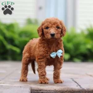 Huckleberry, Goldendoodle Puppy