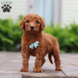 Huckleberry, Goldendoodle Puppy