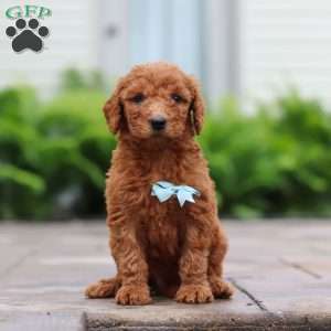 Huckleberry, Goldendoodle Puppy