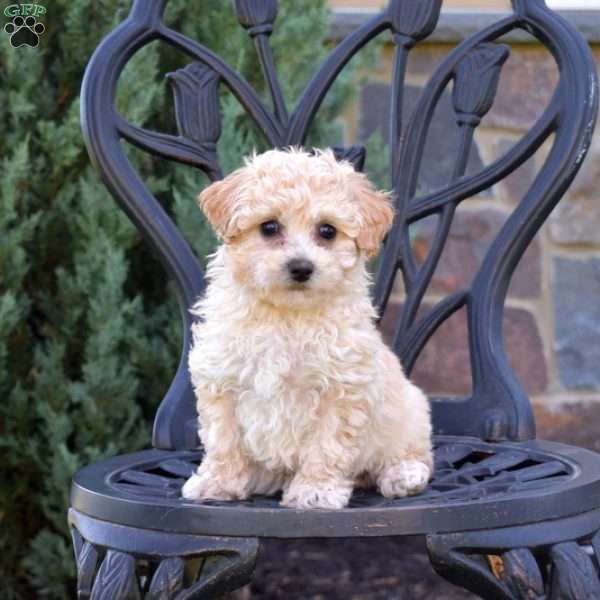 Hudson, Bich-Poo Puppy