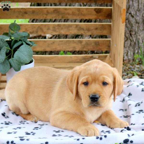 Hudson, Fox Red Labrador Retriever Puppy