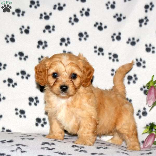 Hudson, Cavachon Puppy