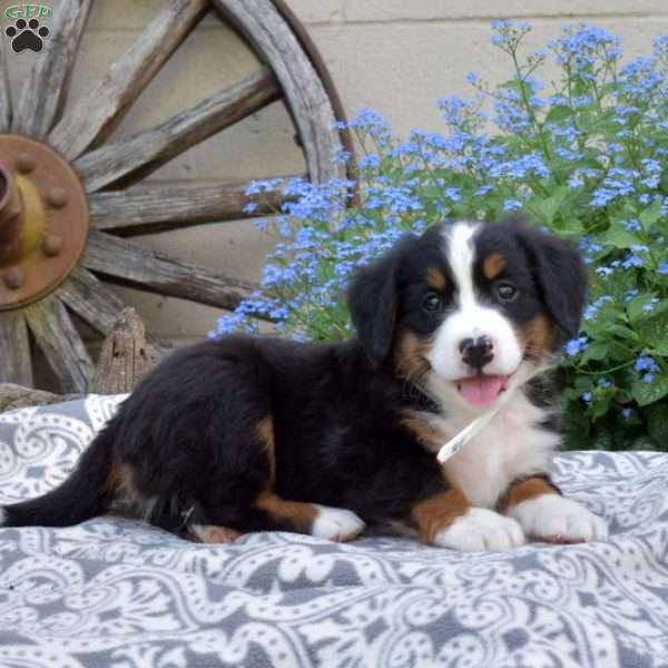 Hudson, Bernese Mountain Dog Puppy