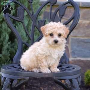 Hudson, Bich-Poo Puppy