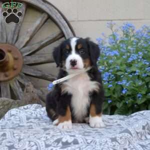 Hudson, Bernese Mountain Dog Puppy