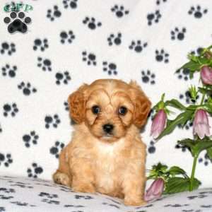 Hudson, Cavachon Puppy