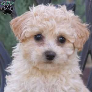 Hudson, Bich-Poo Puppy