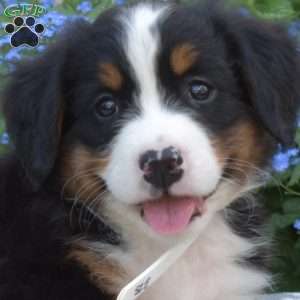Hudson, Bernese Mountain Dog Puppy