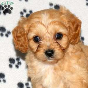 Hudson, Cavachon Puppy