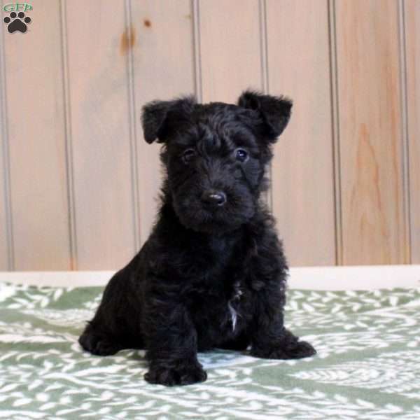 Hudson, Scottish Terrier Puppy