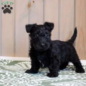 Hudson, Scottish Terrier Puppy