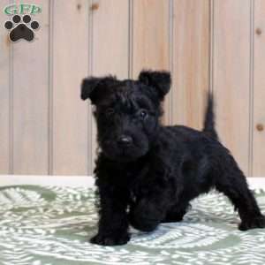 Hudson, Scottish Terrier Puppy
