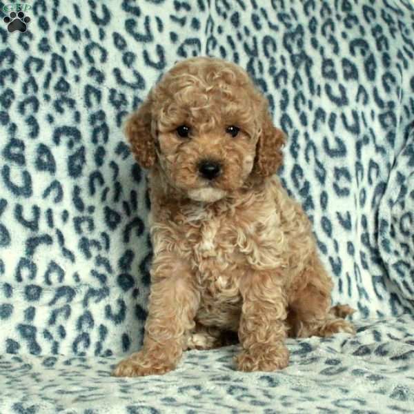 Hugo, Miniature Poodle Puppy