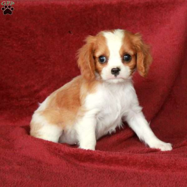 Hugo, Cavalier King Charles Spaniel Puppy