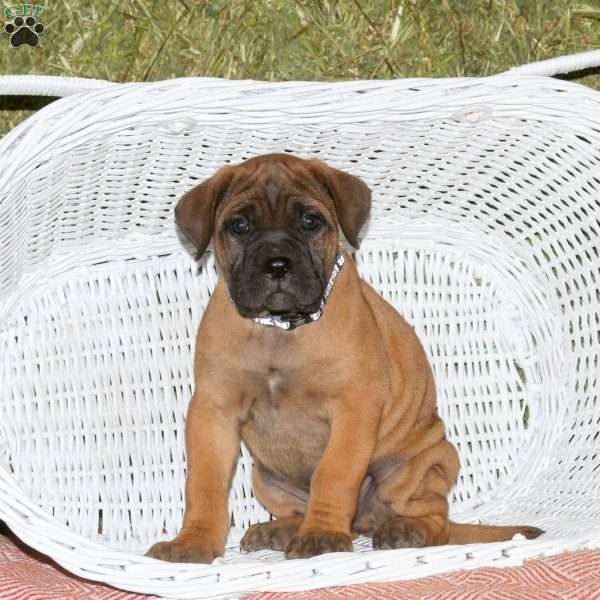 Hugo, Presa Cane Canario Puppy