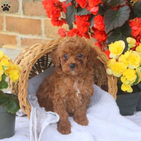 Hugo, Miniature Poodle Puppy