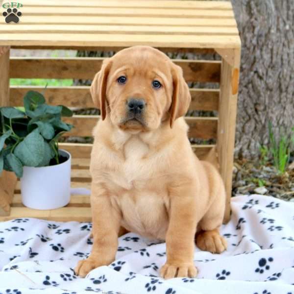 Hugo, Fox Red Labrador Retriever Puppy