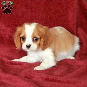 Hugo, Cavalier King Charles Spaniel Puppy
