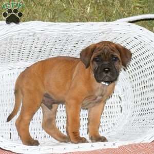 Hugo, Presa Cane Canario Puppy
