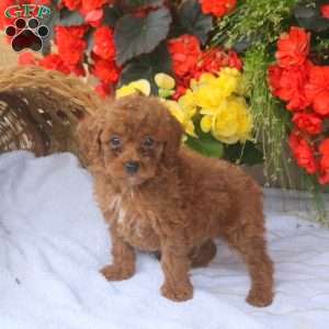 Hugo, Miniature Poodle Puppy