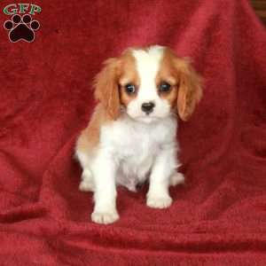 Hugo, Cavalier King Charles Spaniel Puppy