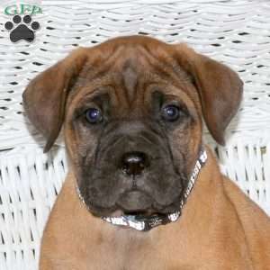 Hugo, Presa Cane Canario Puppy