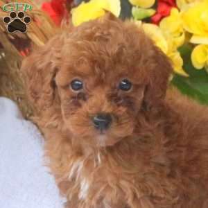 Hugo, Miniature Poodle Puppy