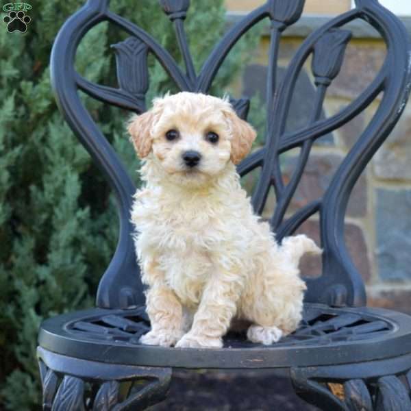 Hunter, Bich-Poo Puppy