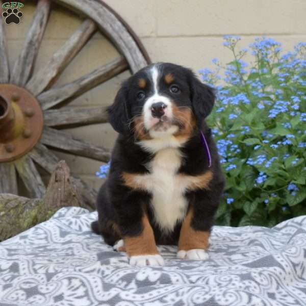 Hunter, Bernese Mountain Dog Puppy
