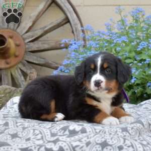 Hunter, Bernese Mountain Dog Puppy